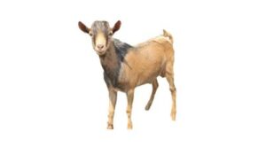 Jedna koza pro nejchudší rodiny ve Rwandě v rámci projektu \"dobytčích bank\". Když se rodinám zvířata dostatečně rozmnoží, dva mladé kusy vrátí, takže je možné použít je pro jinou chudou rodinu.