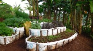 Soubor sazenic mrkve, zelí, batátů a fazolí obohacených železem.