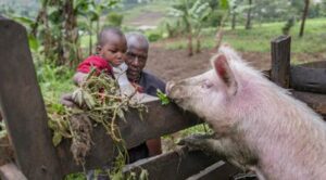 Jedno prasátko pro nejchudší rodiny ve Rwandě v rámci projektu \"dobytčích bank\". Když se rodinám zvířata dostatečně rozmnoží, dva mladé kusy vrátí, takže je možné použít je pro jinou chudou rodinu.
